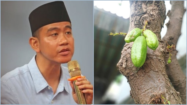Arti Belimbing Sayur yang Viral di Media Sosial, Jadi Julukan untuk Cawapres Gibran