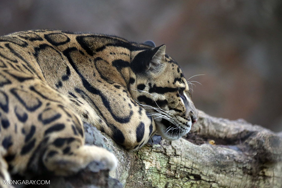 Mengenal Macan Dahan, Kucing Liar Unik yang Kini Terancam Punah