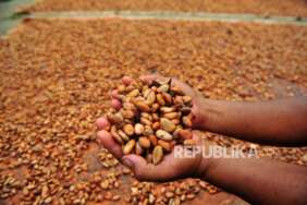 Warga menunjukkan biji kakao saat penjemuran di Betung, Muarojambi. Biji kakao kering merupakan salah satu komoditas pertanian yang menjadi objek pajak barang hasil pertanian tertentu.  (ilustrasi)