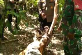 Harimau Sumatera Mati di Aceh Timur, Senin (25/4/2022). FOTO/Tangkapan Layar