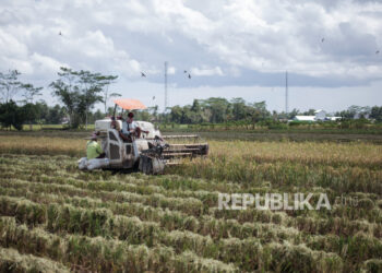Petani memanen padi menggunakan alat mesin pertanian (alsintan) di areal persawahan lumbung pangan nasional. Anggota holding PT Pupuk Indonesia (Persero), PT Pupuk Kalimantan Timur (PKT), berkomitmen mendorong produktivitas hasil pertanian padi.