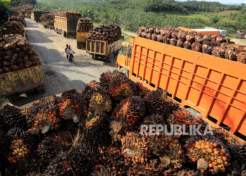 Sejumlah truk pengangkut Tanda Buah Segar (TBS) kelapa sawit mengantre untuk pembongkaran di salah satu pabrik minyak kelapa sawit milik PT.Karya Tanah Subur (KTS) Desa Padang Sikabu, Kaway XVI, Aceh Barat, Aceh, Selasa (17/5/2022). Harga jual Tanda Buah Segar (TBS) kelapa sawit tingkat petani sejak dua pekan terakhir mengalami penurunan dari Rp2.850 per kilogram menjadi Rp1.800 sampai Rp1.550 per kilogram, penurunan tersebut pascakebijakan pemeritah terkait larangan ekspor minyak mentah atau crude palm oil (CPO).