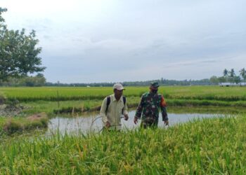 Babinsa Koramil 03/Dwt Kodim 0103/Aceh Utara, Koptu Munzirwan bantu Petani melaksanakan kegiatan penyemprotan hama padi milik Warga Binaannya Ibnu di Desa Ulee Reuleung Kec. Dewantara, Minggu (22/05/2022). FOTO/Dok. Istimewa