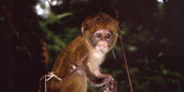 Primata monyet bisa menularkan penyakit cacar monyet atau monkeypox ke manusia.