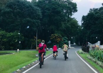 Pengunjung Di Kebun Raya Bogor (Krb) Bersepeda Menggunakan Sepeda Sewa Yang Disediakan Krb.