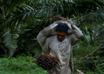 Petani Sawit. FOTO/Net
