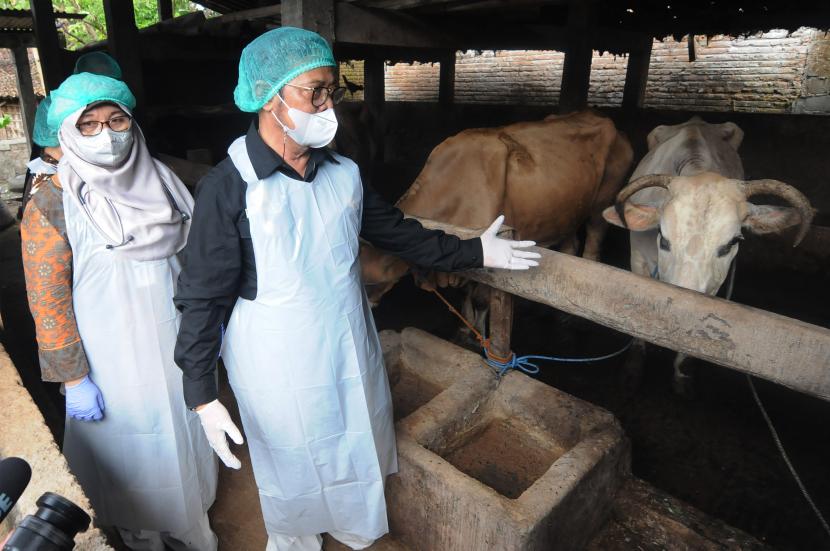 Menteri Pertanian Syahrul Yasin Limpo (kanan) melihat kondisi hewan ternak sapi yang terjangkit penyakit mulut dan kuku (PMK) di Singosari, Mojosongo, Boyolali, Jawa Tengah, Jumat (13/5/2022). Dalam kunjungannya, Syahrul Yasin Limpo memastikan kondisi terkini hewan ternak sapi yang terjangkit penyakit mulut dan kuku milik peternak setempat itu mulai pulih dan membaik.