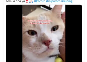 Pororo si Kucing Viral TikTok Sudah Ketemu, Pemilik Menangis Haru