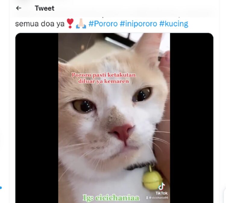 Pororo si Kucing Viral TikTok Sudah Ketemu, Pemilik Menangis Haru