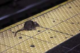 Seekor tikus tampak berkeliaran di platform kereta bawah tanah Times Square di New York, pada 27 Januarii 2015. Sepanjang tahun ini, lebih dari 7.100 laporan penampakan tikus telah masuk dari warga New York. Angkanya meningkat sekitar 60 persen dibandingkan empat bulan pertama 2019, tahun terakhir pra pandemi.
