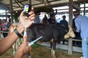 Dokter hewan bersiap memberikan suntikan vaksin kepada tenak sapi yang terindikasi Penyakit Mulut dan Kuku (PMK) di pasar hewan Desa Sibreh, Kecamatan Sibreh, Kabupaten Aceh Besar, Aceh, Selasa (11/5/2022). Dinas Pertanian kabupaten Aceh Besar hingga Selasa (11/5) menemukan sebanyak 30 ekor ternak sapi terindikasi Penyakit Mulut dan Kuku (PMK) di daerah itu, sementara kasus tertinggi PMK ternak sapi terjadi di kabupaten Aceh Tamiang sebanyak 1.767 ekor dalam pengawsasan dan perawatan dan kasus sapi mati sebanyak 16 ekor.