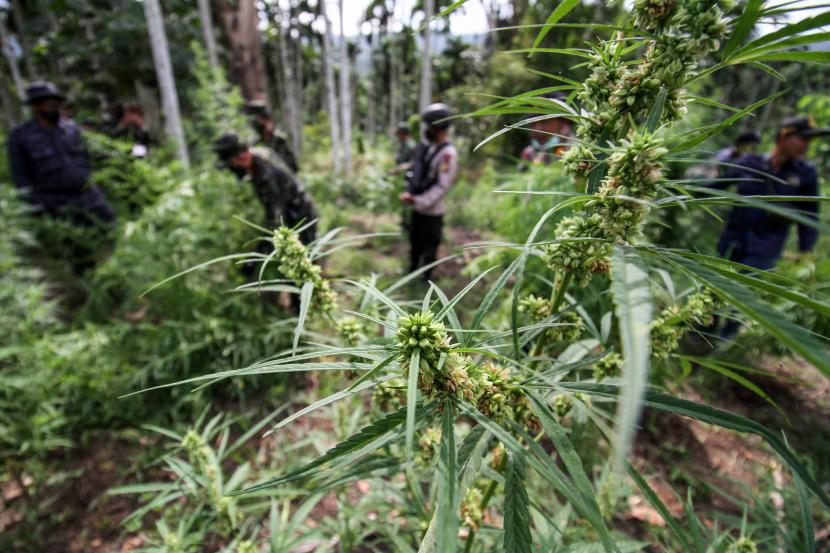 Polisi Amankan Ratusan Batang Pohon Ganja yang Ditanam di Selatan Cianjur