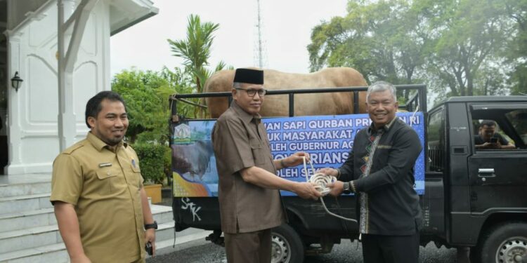 Gubernur Nova Serahkan Sapi Qurban Presiden untuk Kabupaten Aceh Tengah