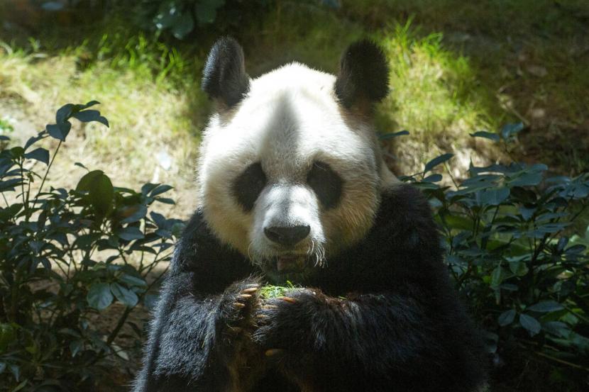 Panda Tertua Di Dunia Disuntik Mati