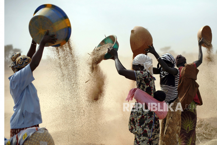 Wanita Mali menyaring gandum di ladang dekat Segou, Mali tengah, 22 Januari 2013. Pada tahun 2022, Keluarga di seluruh Afrika membayar sekitar 45% lebih banyak untuk tepung terigu karena perang Rusia di Ukraina menghalangi ekspor dari Laut Hitam.