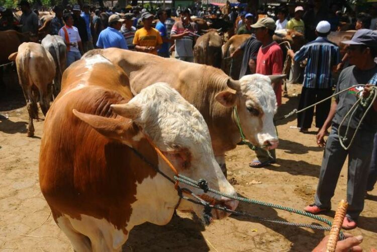 Idul Adha 1443 H, Pemkab Aceh Barat Sediakan 103 Hewan Kurban