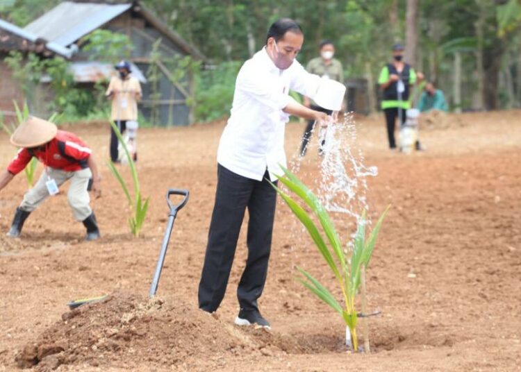 Di Solo Raya, Presiden Jokowi Lakukan Pencanangan Tanam Kelapa Genjah 1 Juta Batang