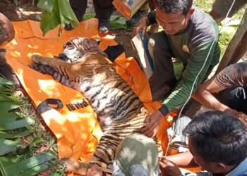 Harimau Betina Ditemukan Terjerat Di Dabun Gelang, Gayo Lues. Foto/Net