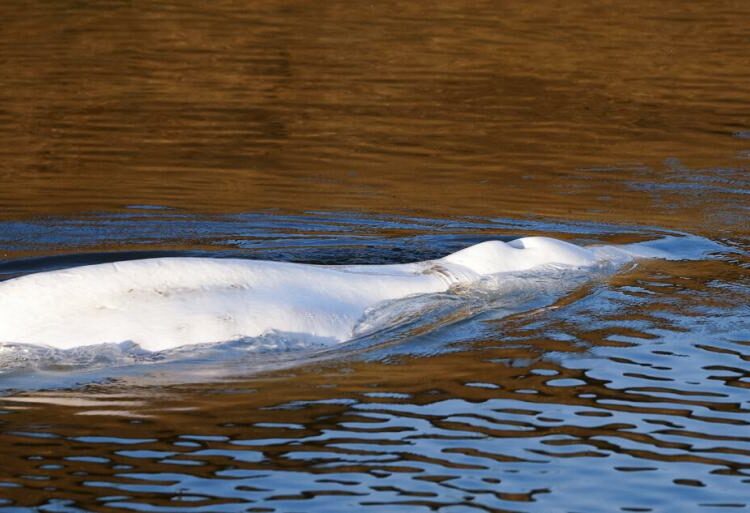 Paus Beluga Yang Dipindahkan Dari Sungai Seine Mati Di Perjalanan