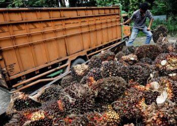Produksi Sawit Terbatas, Ekspor Cpo Di Aceh Sedikit