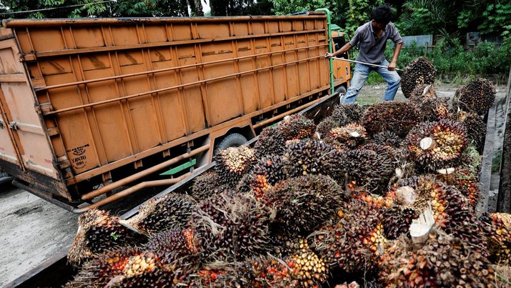 Produksi Sawit Terbatas, Ekspor Cpo Di Aceh Sedikit