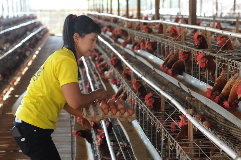 Harga Ayam Masih Anjlok, Peternak Tak Lagi Mampu Menanggung Kerugian