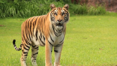 Hewan Ternak Milik Warga Aceh Timur Diterkam Harimau