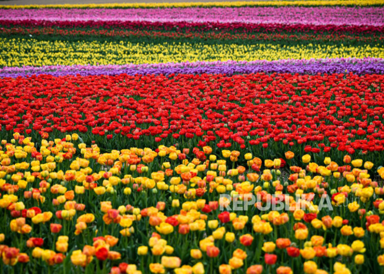 Ketika Dunia Islam Terkesima dengan Keindahan Bunga Tulip