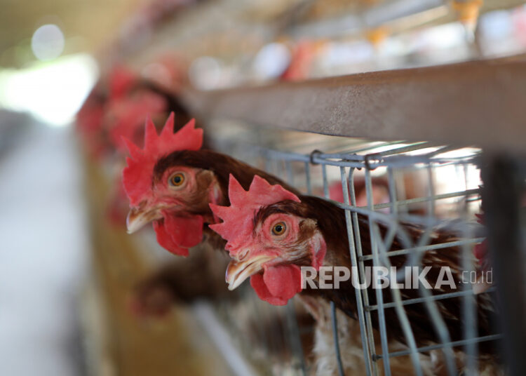 Ayam terlihat dari kandang di sebuah peternakan ayam di Blang Bintang, Aceh Besar, 11 Januari 2022. ilustrasi