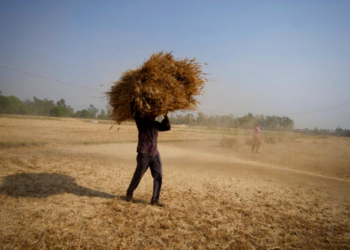 Seorang petani India membawa tanaman gandum yang dipanen dari ladang di pinggiran Jammu, India. Pengamat mengatakan inflasi India yang dipicu harga konsumen diprediksi akan mulai melandai secara bertahap setelah bulan September didorong jatuhnya harga komoditas dan meredanya inflasi pangan.