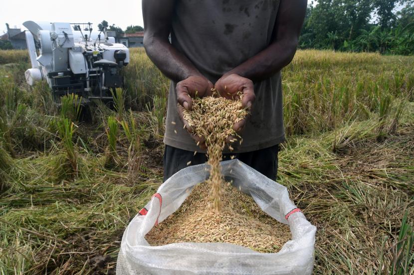 Petani menunjukkan gabah hasil panen menggunakan mesin pertanian (ilustrasi). Aliansi Petani Indonesia menyampaikan kenaikan harga beras saat ini tidak terlepas dari adanya kenaikan harga gabah kering panen (GKP) dari petani.