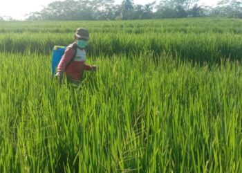 Petani menyemprot hama wereng (ilustrasi). Badan Pusat Statistik (BPS) akan melakukan Sensus Pertanian (ST) pada 2023 untuk memetakan berbagai permasalahan pertanian dan pangan di Indonesia.