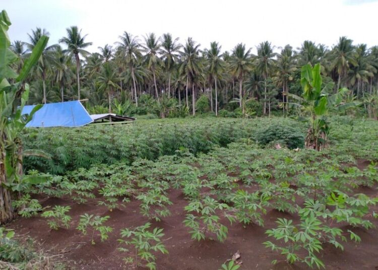 Tanaman ubi kayu, (ilustrasi). Badan Pangan Nasional meminta Provinsi Lampung mengelola potensi ubi kayu sebagai bahan pangan lokal alternatif bagi masyarakat setempat.