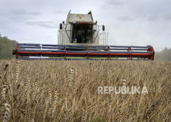 Harga gandum dunia naik 3,2 persen pada Oktober sebagian karena pasokan yang lebih ketat dari AS menyusul revisi penurunan produksi