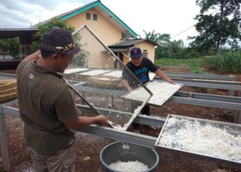 Pelatihan pembuatan tepung mocaf. Menteri Perdagangan Zulkifli Hasan berencana untuk memberikan subsidi bagi tepung yang terbuat dari singkong yakni tepung mocaf, guna mendongkrak daya saing produk ciptaan anak bangsa tersebut.
