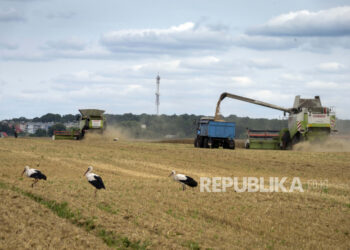 Bangau berjalan di depan pemanen di ladang gandum di desa Zghurivka, Ukraina, Selasa, 9 Agustus 2022. Deputi Satu Perwakilan Tetap Rusia untuk PBB Dmitry Polyansky mengatakan, PBB telah berjanji akan mencabut pembatasan ekspor makanan yang diterapkan ke negaranya.