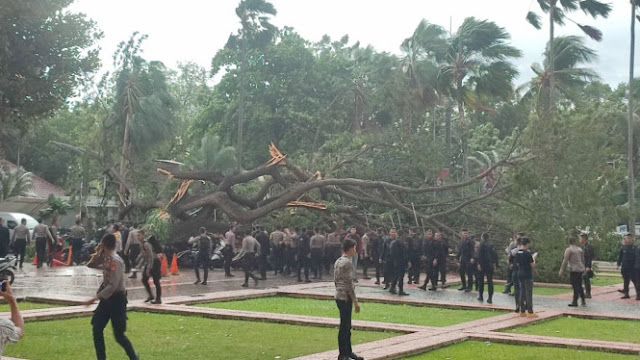 Pohon Besar di Balai Kota DKI Tumbang, Pendukung Anies: Pas Pula Tumbangnya di Masa Heru