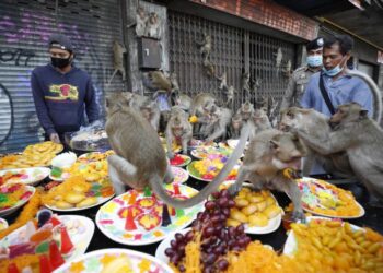 Kawanan monyet menikmati buah dan sayur dalam Festival Monyet di Provinsi Lopburi, Thailand. Festival Monyet dilanjutkan usai dua tahun absen akibat pandemi. Ilustrasi.