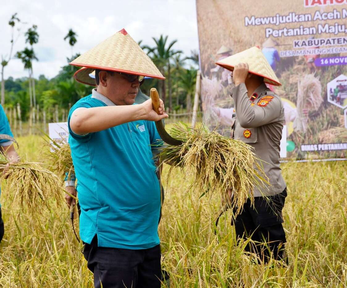 Wujudkan Ketahanan Pangan, Pj Bupati Aceh Barat Panen Raya di Pante Ceureumen