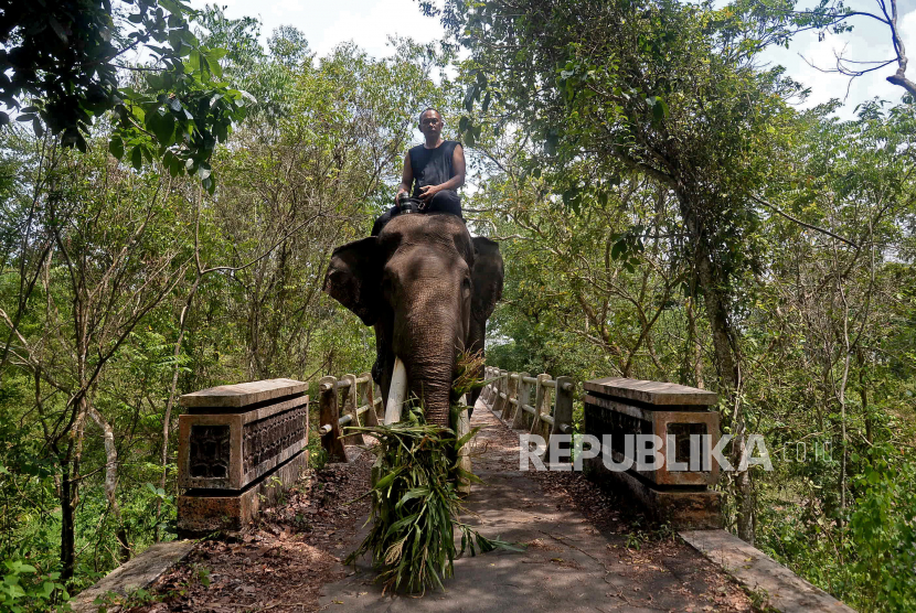 Seorang pawang menunggangi gajah di Taman Nasional Way Kambas (TNWK) Lampung Timur, (ilustrasi).