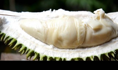 Kepala Staf Kepresidenan Ingin Durian Indonesia Jadi Komoditas Unggul Dunia