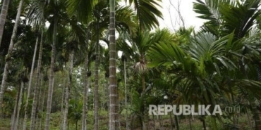 Sambut 1 Abad NU, PWNU Aceh Tanam Ribuan Pohon Cegah Pemanasan Global 
