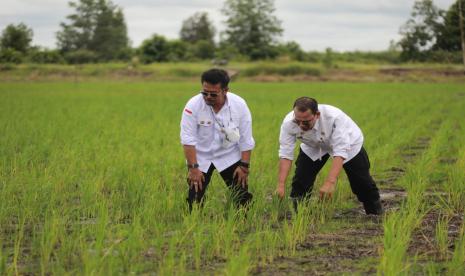Bupati Kapuas Klaim Program Food Estate Berjalan Sukses