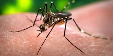 Perubahan Iklim Dorong Angka Infeksi Malaria