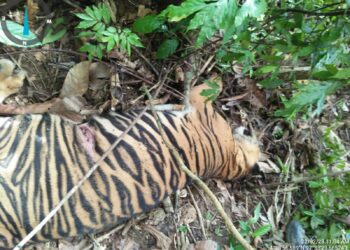Harimau Sumatera Dilaporkan Mati di Aceh Timur