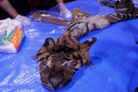 Eks Bupati Bener Meriah, Ahmadi Kembali Ditahan Terkait Kasus Perdagangan Kulit Harimau
