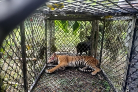 Harimau Serang Warga Aceh Selatan Ditangkap, Dibawa ke BKSDA