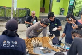 Harimau Simpali Aceh Selatan yang Ditangkap BKSDA Jalani Pemeriksaan Medis