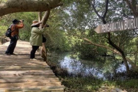 Bappenas: Kondisi Ekosistem Gambut dan Mangrove Terus Menurun