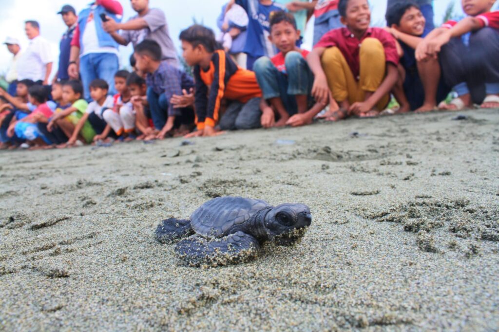 79 Ekor Bayi Tukik Dilepas di Pantai Peukan Bada Aceh Besar